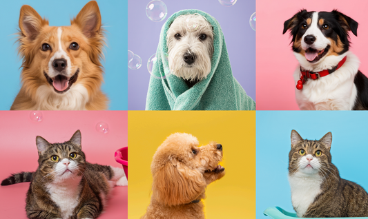 Paws by Ciroa Home is Coming to Ambiente